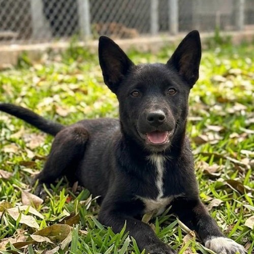 Prefeitura de VR promove mais uma edição do espaço de adoção ‘Família Animal’ neste sábado
